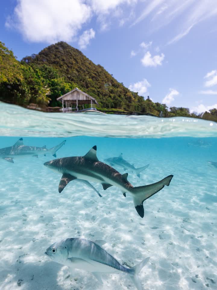 Tropics